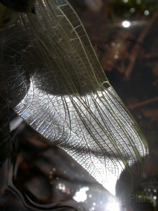 Common hawker wing - A.jpg - Common hawker wing - Dorset